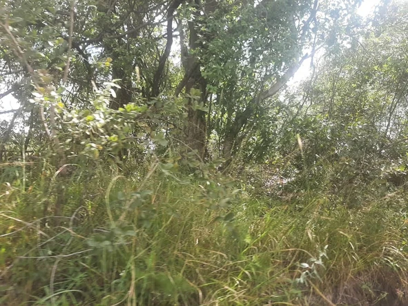 Farm & Agricultural Land